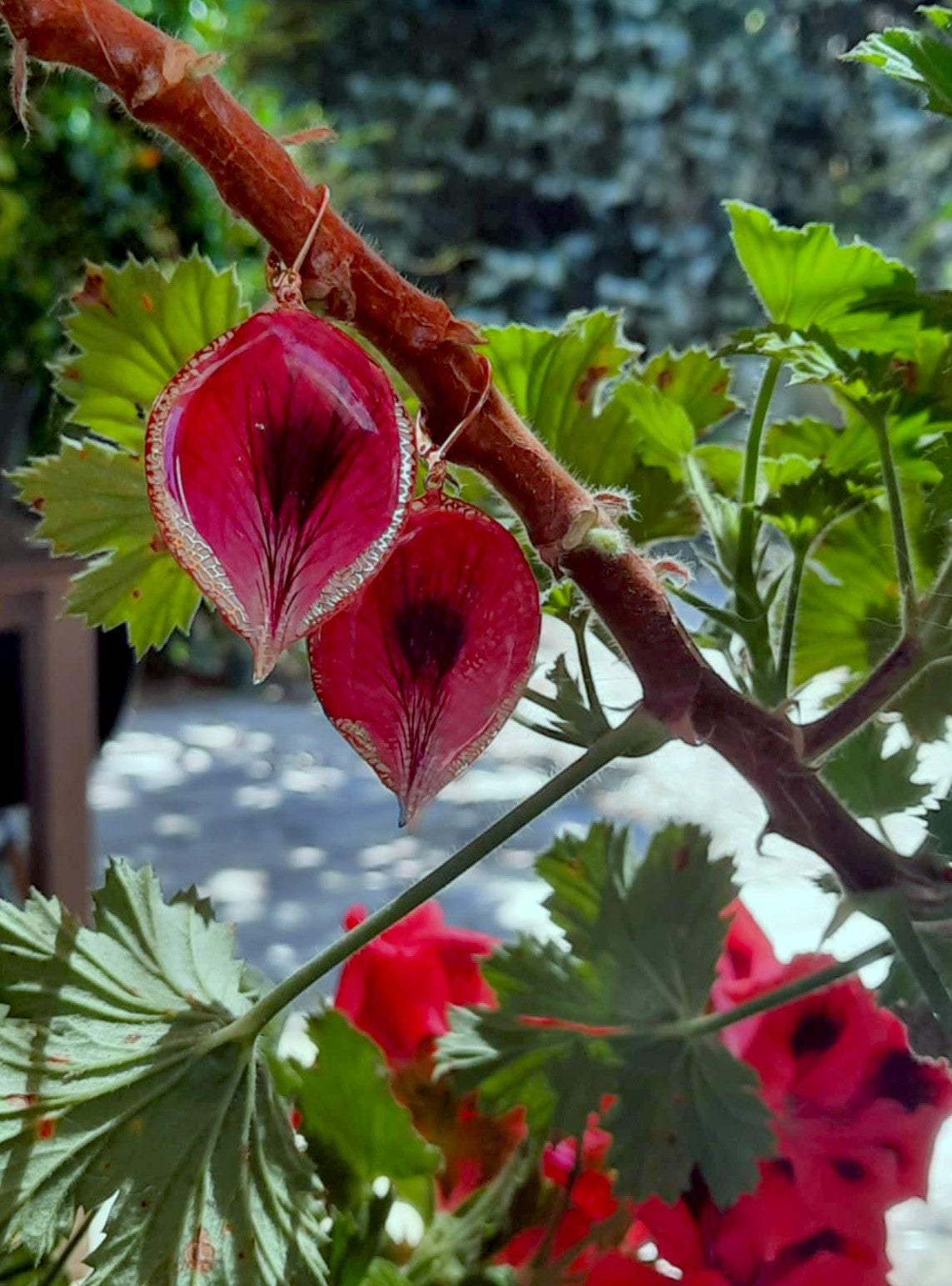 Boucles d'oreille, Pétale géranium