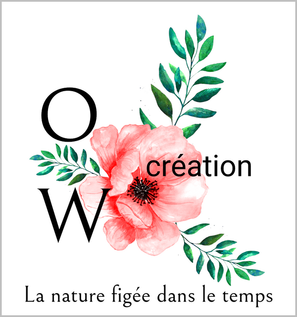 OW création